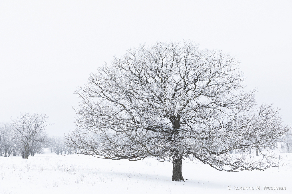 Lone tree filled with frost