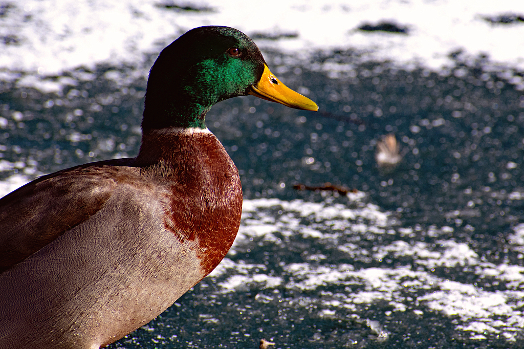 A Wintertime Duck Portrait