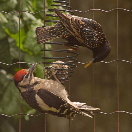 The Starling and the Woodpecker