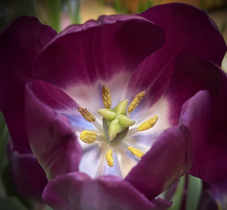 Flowershop Tulip
