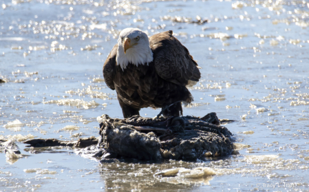 Lunch Time for the Bald Eagle 