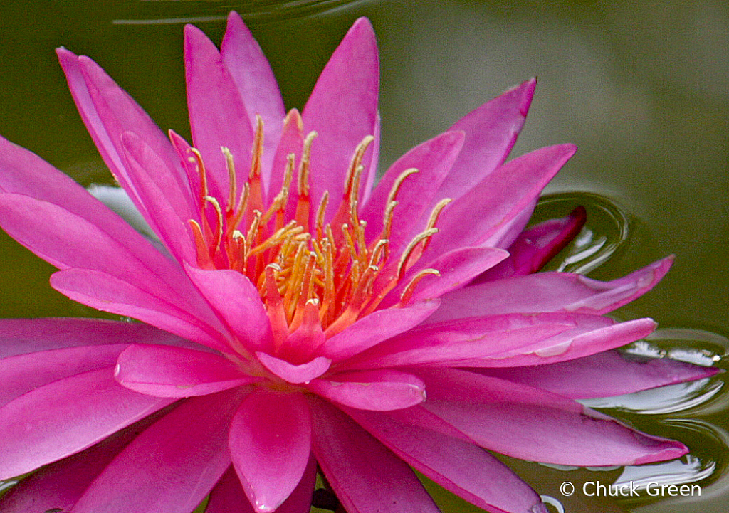 Pink Water Lilly