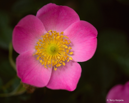 A Simple Flower