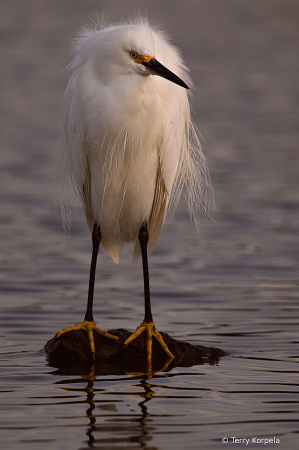 Snowy Egret on a Dreary Day
