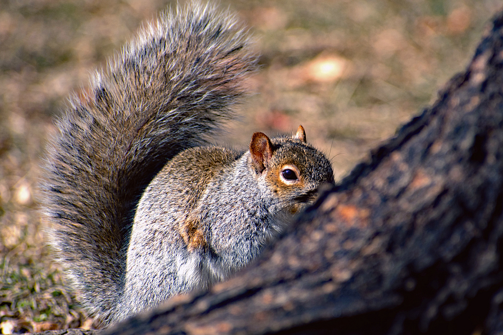 Peek-a-Boo Squirrel