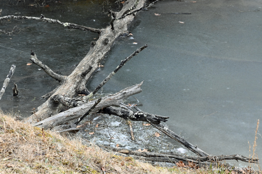 Drifter Trapped In The Ice