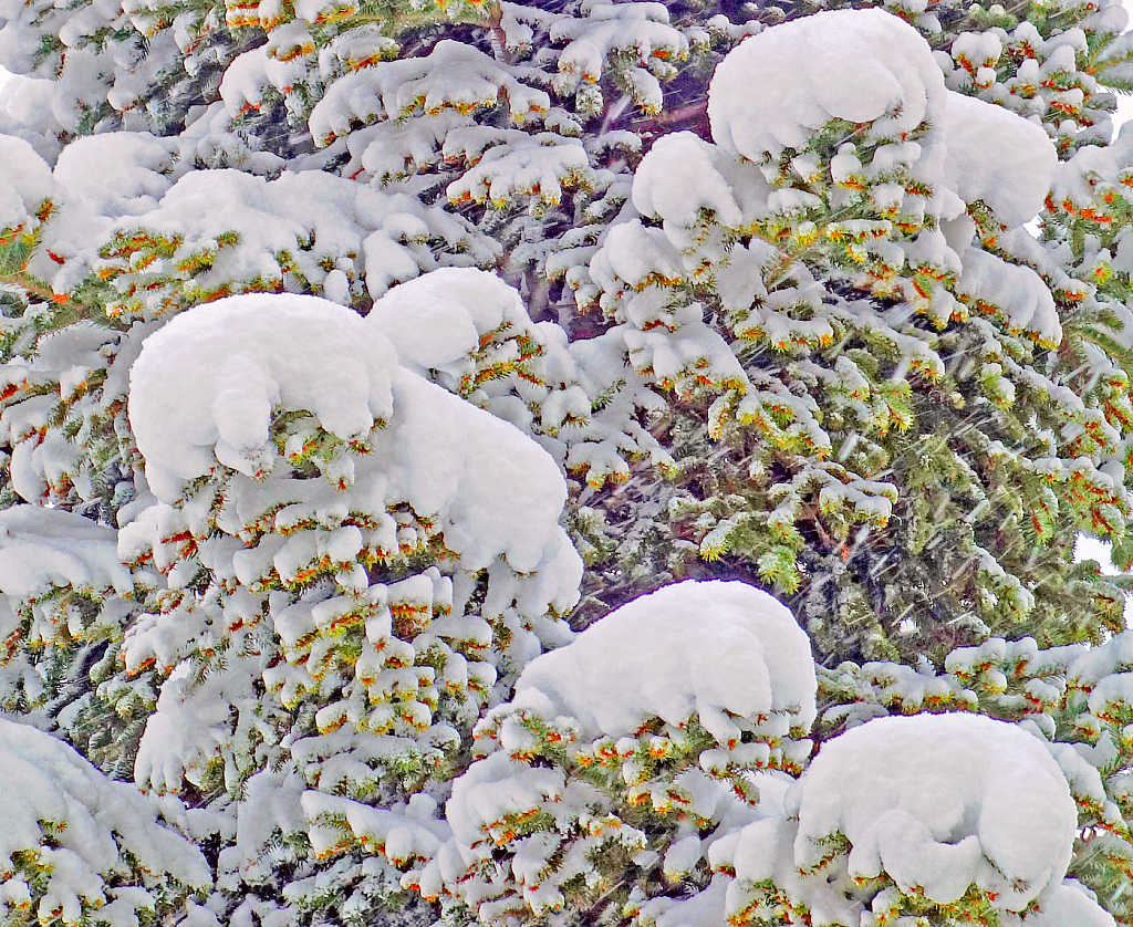 Snowing on the Fir-tree.