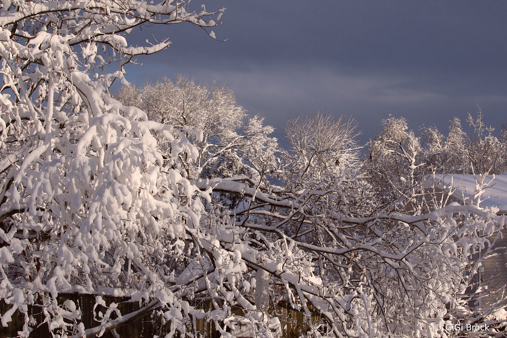 Blanket of Snow