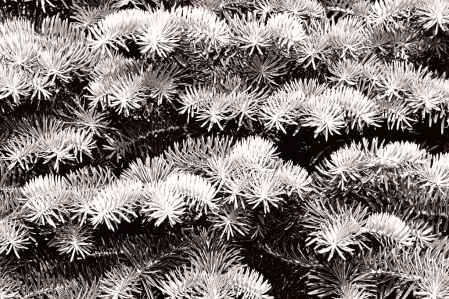 Fir foliage in B&W.