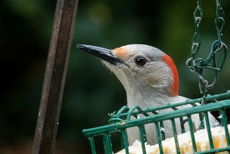 Red Bellied Woodpecker,