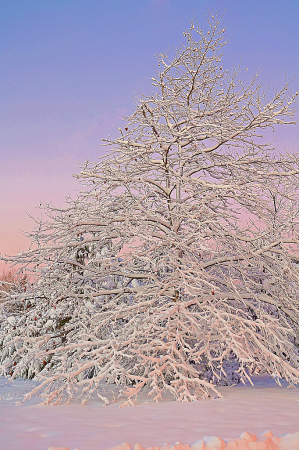 Cold Dawn