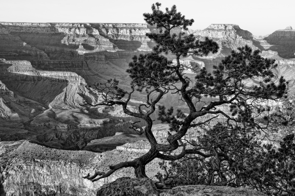 Tree with a View