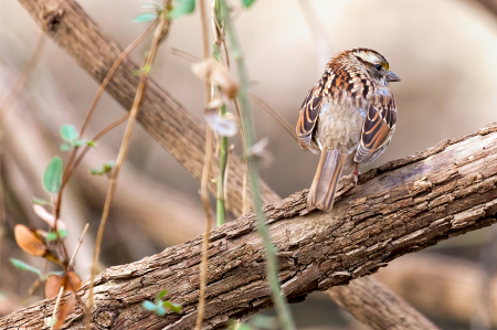 White-throated Sparrow 