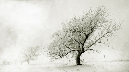 Dakota Apple Tree in the Snow