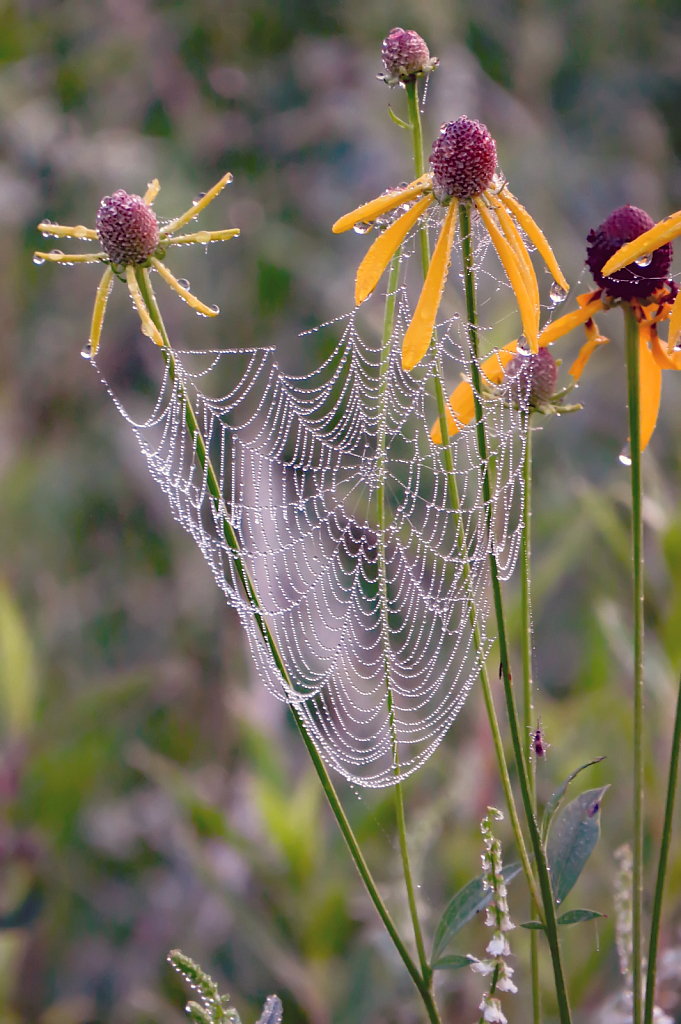Weeds With Webs