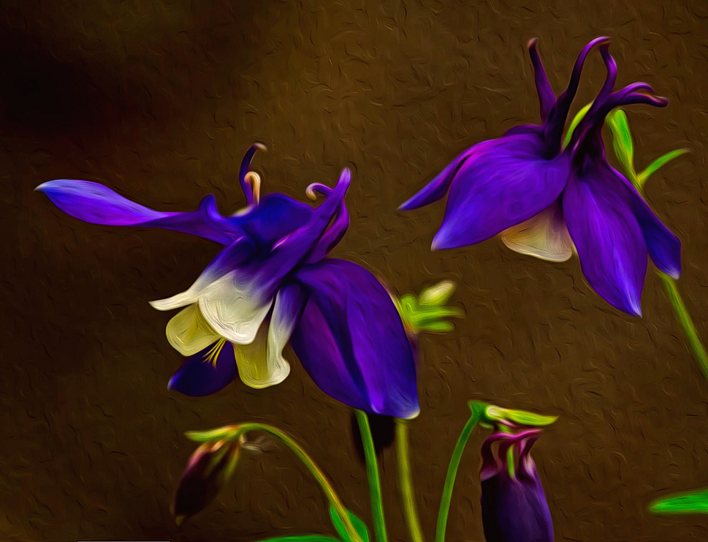 Columbines