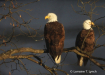 American Pride