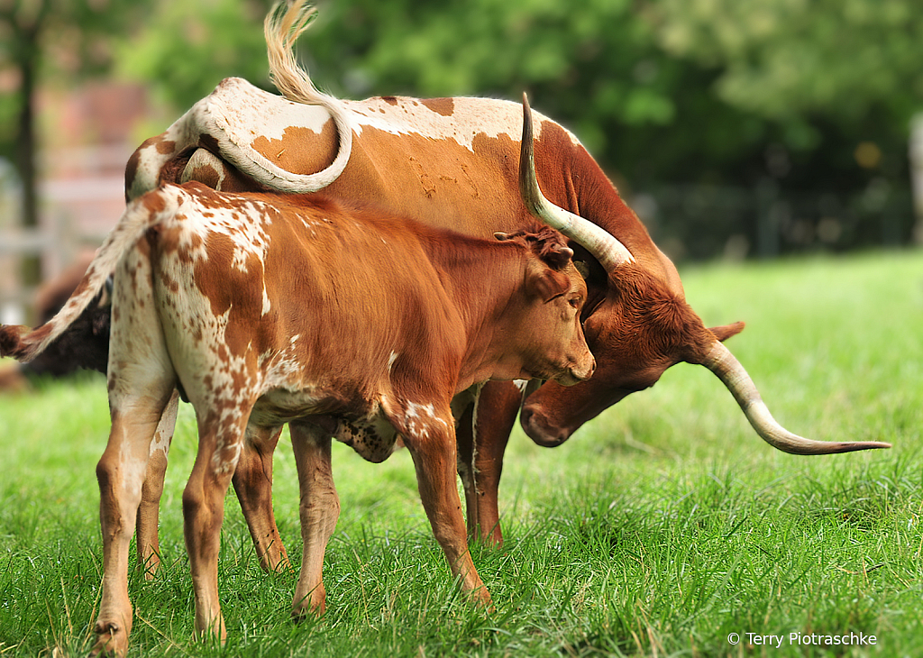 Longhorn