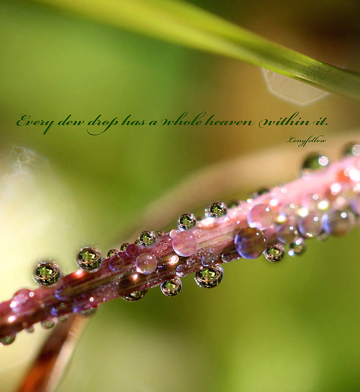 Every Dewdrop Has A Whole Heaven Within