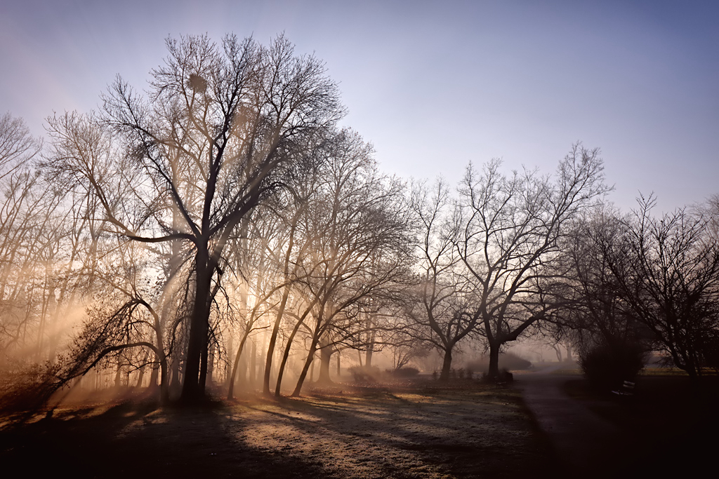 Morning Fog