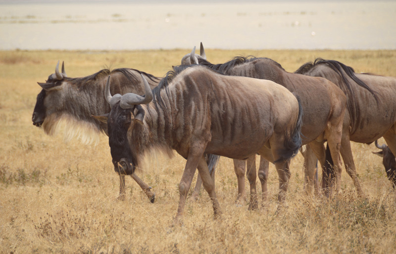 Wildebeest Migration