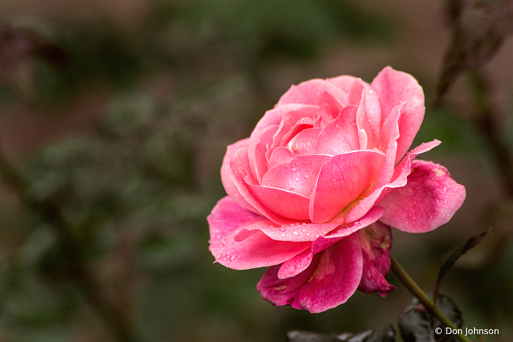 Pink Rose Profile 10-24-21 148 - ID: 15978002 © Don Johnson