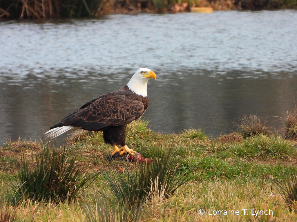 Christmas Eagle