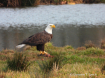 Christmas Eagle