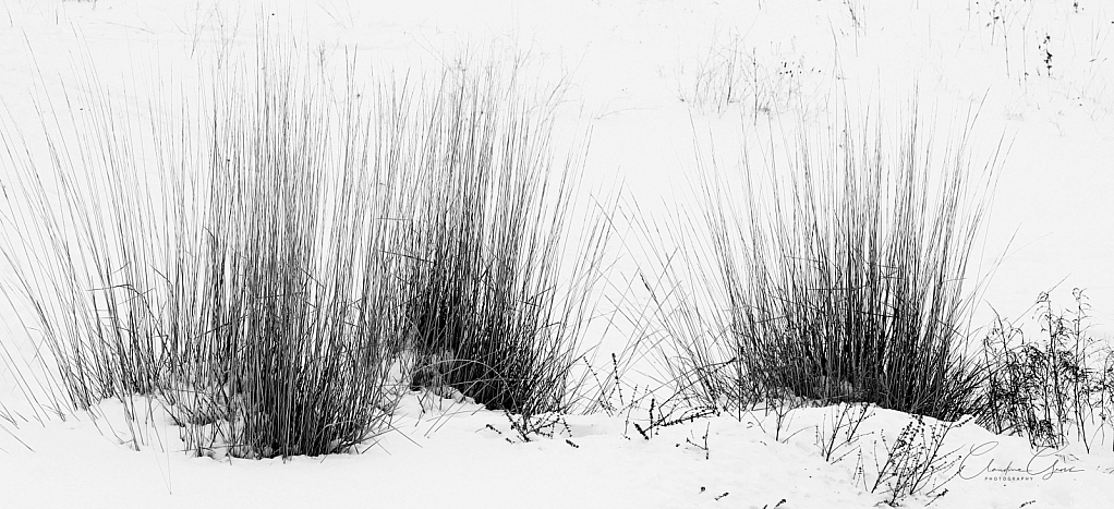 Winter Grasses in Snow