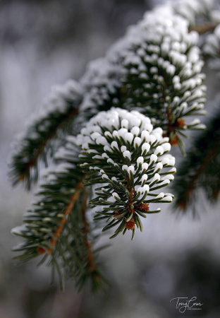 Frosted Bough