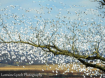 Snow Goose Migrat...