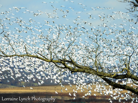 Snow Goose Migration 2022