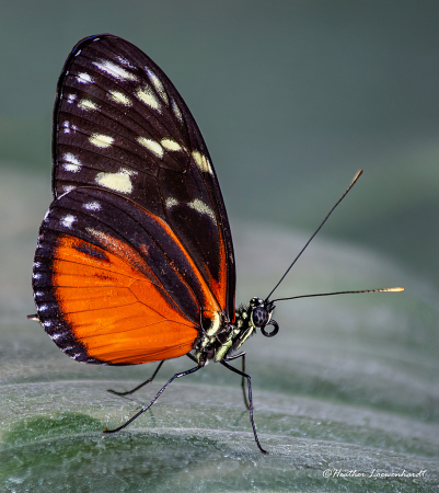 Tiger Longwing Butterfly 