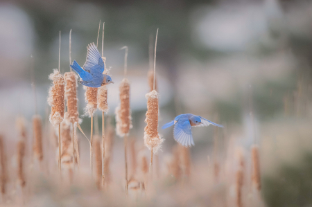 Bluebirds in the Cattails