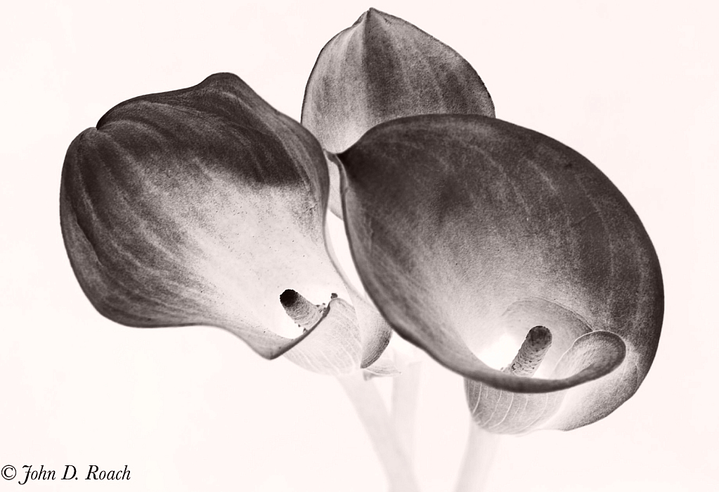 Calla Lily in Monochrome - ID: 15978274 © John D. Roach