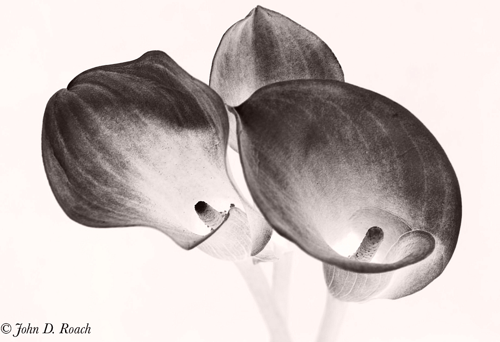 Calla Lily in Monochrome