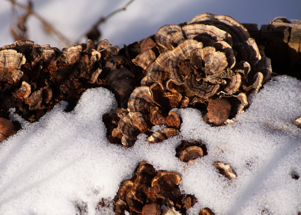 Snowy Lichen