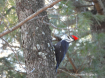 Pileated Woodpeck...