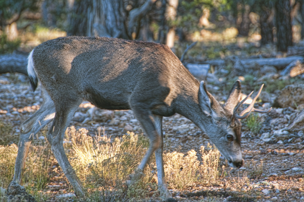 Seeking a Better Breakfast - ID: 15978669 © Kelley J. Heffelfinger