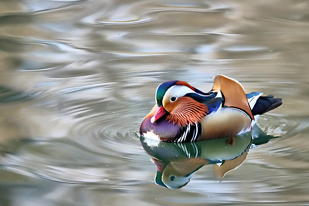 Mandarin Duck