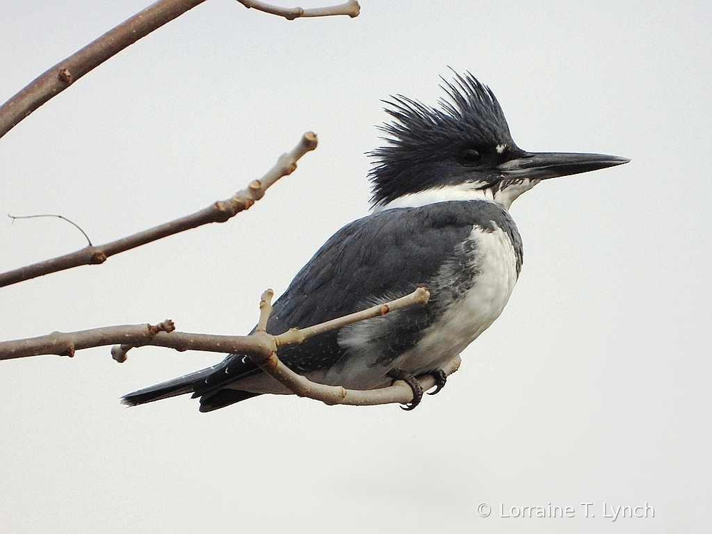 Belted Kingfisher