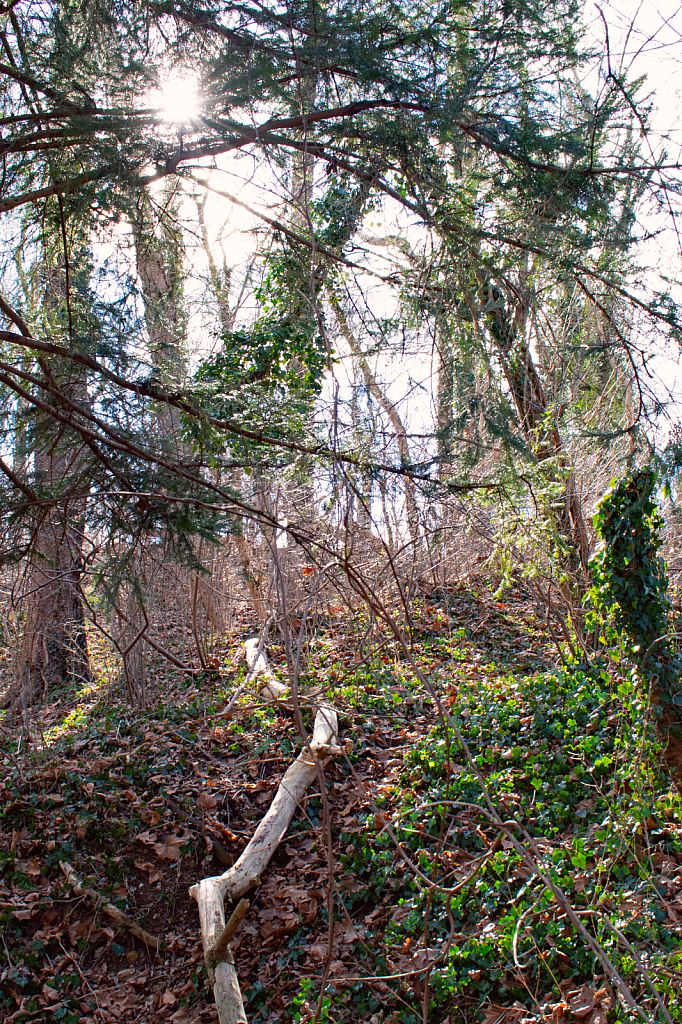 Fallen Tree