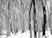 A Winter Abstract