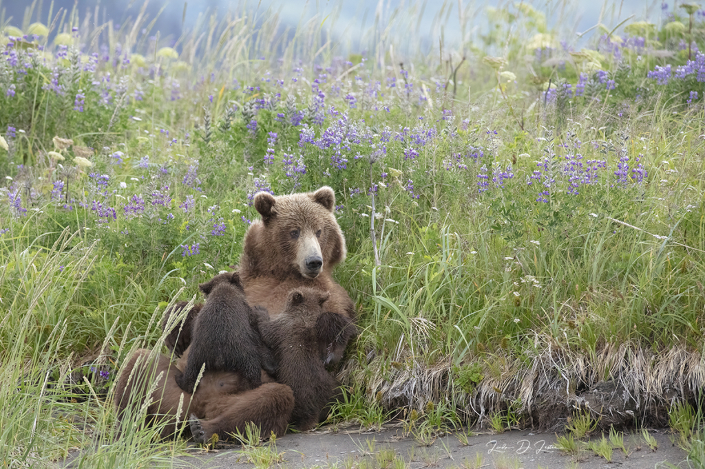 Nursing in the Lupines in Alaska