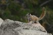 Colorado Chipmunk