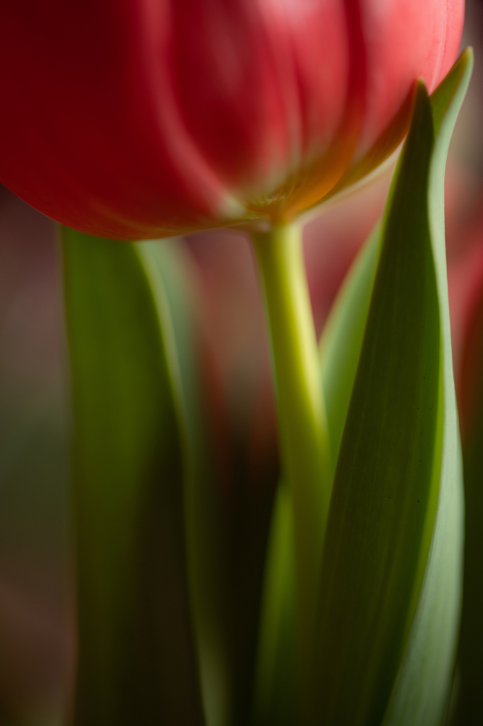 Tulip