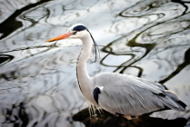Photography Contest Grand Prize Winner - February 2022: Heron