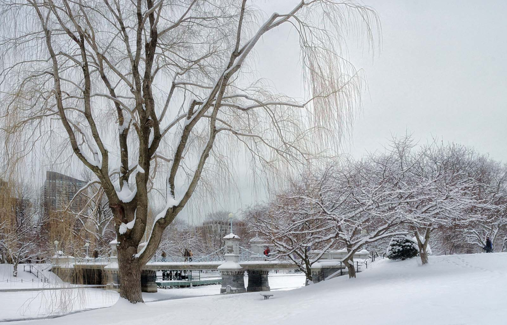 The Public Garden, Winter #2