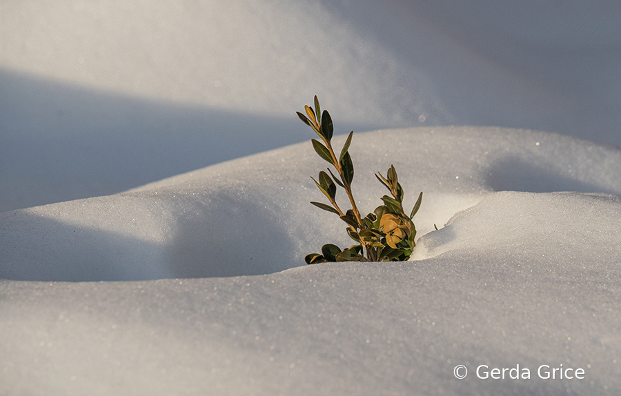 Sticking Up Out of the Snow