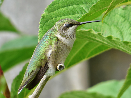 Hummingbird Napping